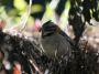 CostaRica06 - 049 * Rufus-collared Sparrow